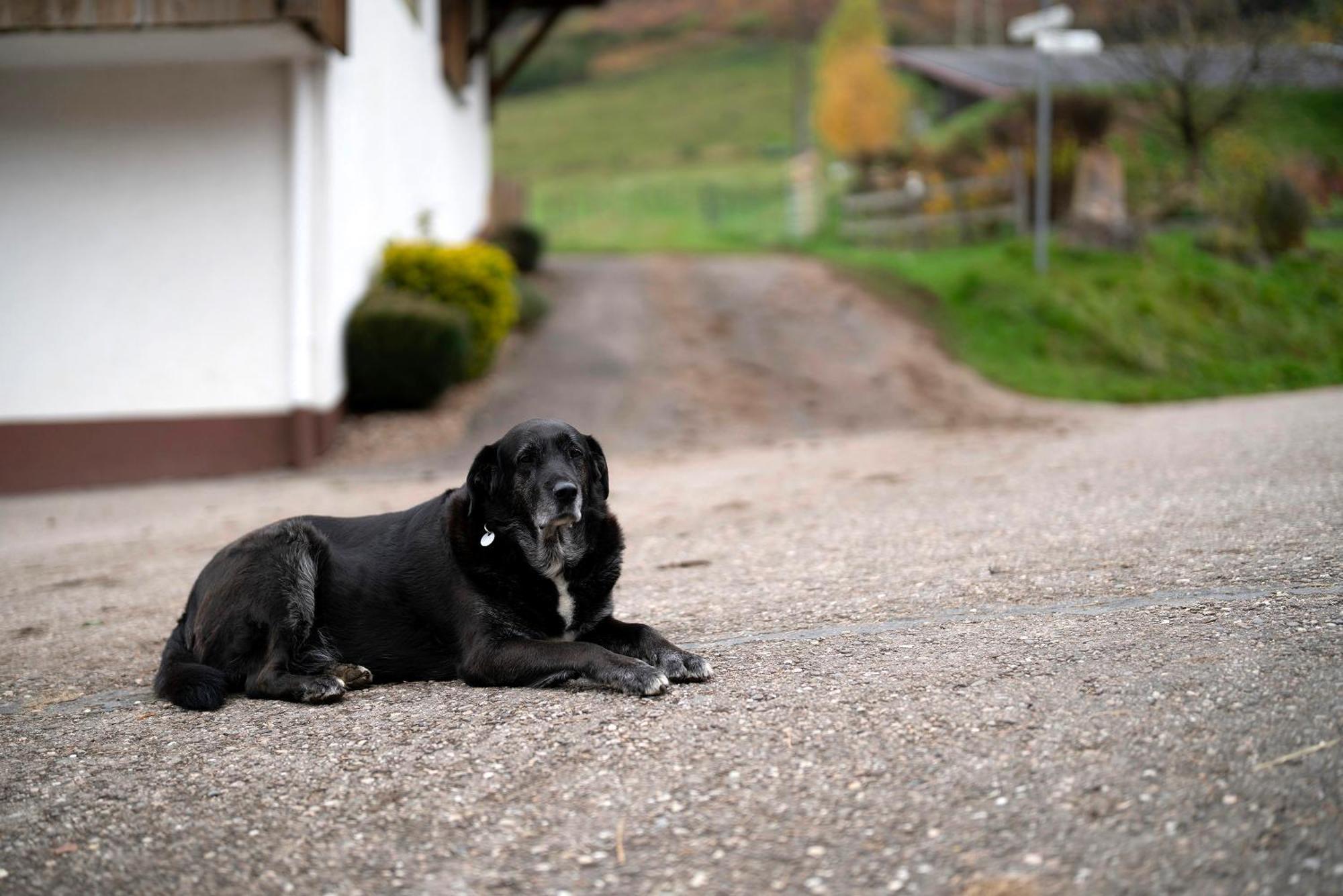 Vila Grundhof Oberprechtal Exteriér fotografie